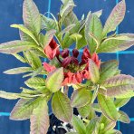 Azalka veľkokvetá (Azalea Mollis) ´TUNIS´ - výška 20-40 cm, kont. C1L